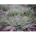 Arrhenaterum elatius subsp bulbosum 'Variegatum'