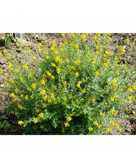 Genista tinctoria 'Royal Gold' - Genet des teinturiers