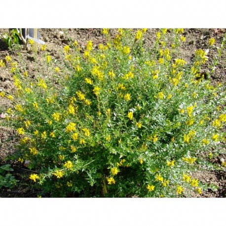 Genista tinctoria 'Royal Gold' - Genet des teinturiers