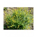 Genista tinctoria 'Royal Gold' - Genet des teinturiers