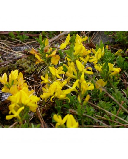 Genista tinctoria - Genet des teinturiers