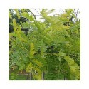 Gleditsia triacanthos 'Sunburst' - févier d'Amérique dorés, caroubes,