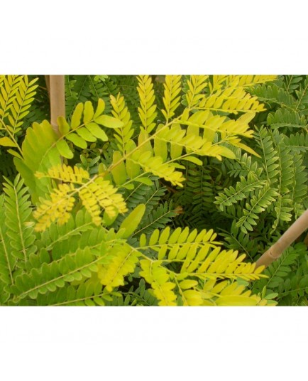 Gleditsia triacanthos 'Sunburst' - févier d'Amérique dorés, caroubes,