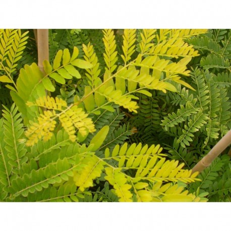 Gleditsia triacanthos 'Sunburst' - févier d'Amérique dorés, caroubes,