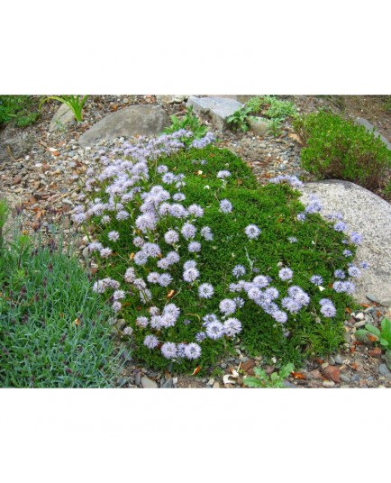 Globularia cordifolia - Globulaire à feuilles en coeur