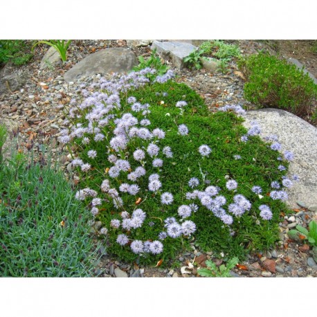 Globularia cordifolia - Globulaire à feuilles en coeur