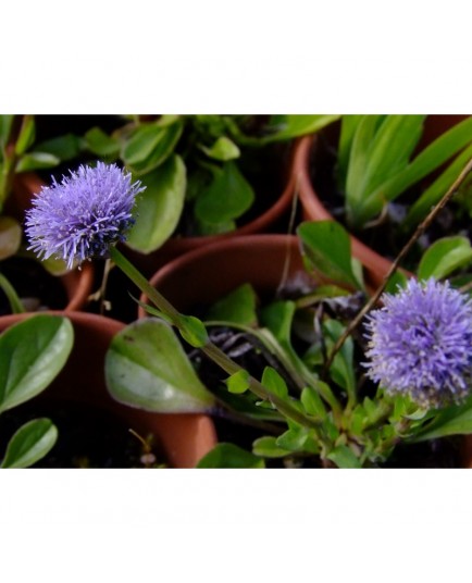 Globularia trichosantha