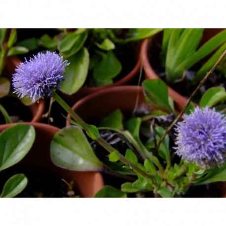 Globularia trichosantha