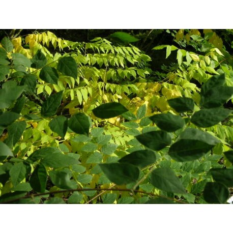 Gymnocladus dioica -Chicot du Canada