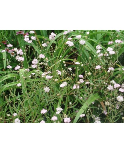 Gypsophila 'Rosenschleier' - gypsophile