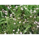 Gypsophila 'Rosenschleier' - gypsophile