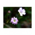 Gypsophila tenuifolia - gypsophile à petites feuilles