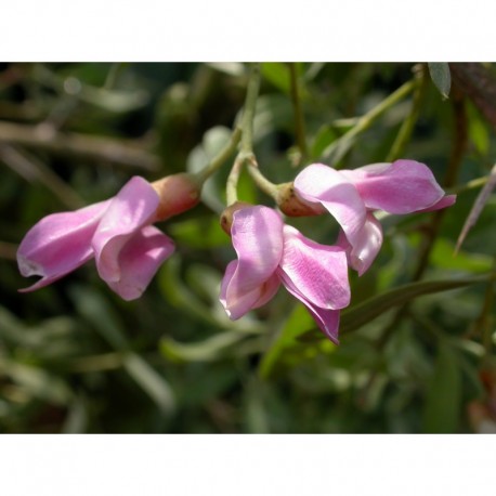 Halimodendron halodendron - Caragana argenté
