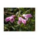 Halimodendron halodendron - Caragana argenté