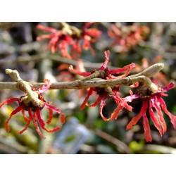 Hamamelis intermedia x 'Diane' - Noisetier Des Sorcières