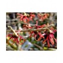 Hamamelis intermedia x 'Diane' - Noisetier Des Sorcières