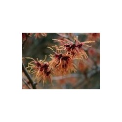 Hamamelis intermedia x 'Jelena' - Noisetier Des Sorcières