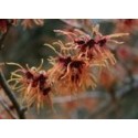 Hamamelis intermedia x 'Jelena' - Noisetier Des Sorcières