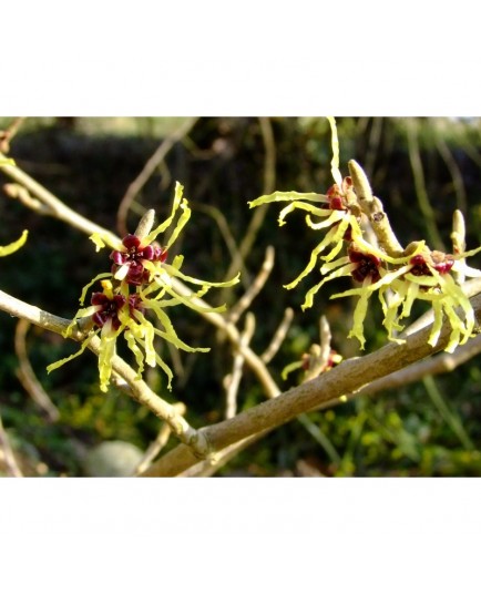 Hamamelis mollis 'Pallida' - Noisetier Des Sorcières