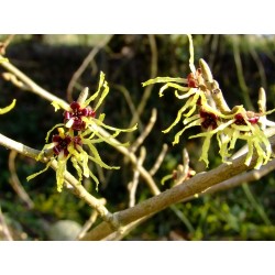 Hamamelis mollis 'Pallida' - Noisetier Des Sorcières