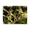 Hamamelis mollis 'Pallida' - Noisetier Des Sorcières