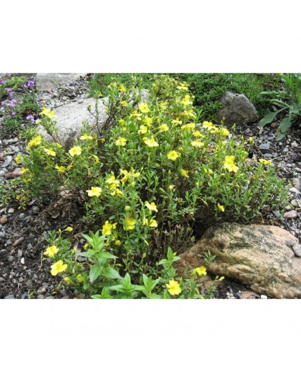 Helianthemum lunulatum - helianthème