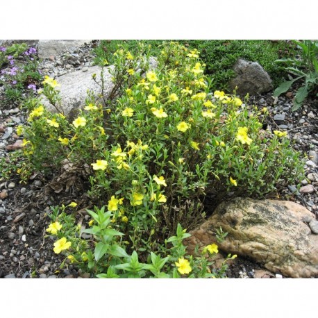 Helianthemum lunulatum - helianthème