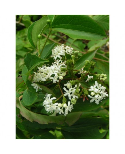 Heptacodium jasminoides