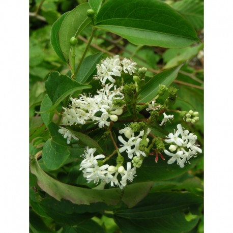 Heptacodium jasminoides