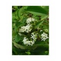 Heptacodium jasminoides