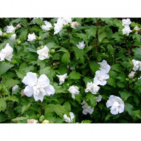 Hibiscus syriacus 'Admiral Dewey' - Althéa, mauve en arbre