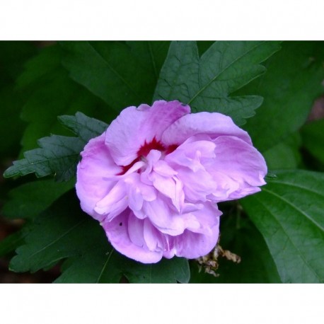 Hibiscus syriacus 'Ardens' - Althéa