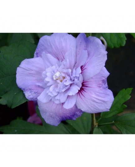 Hibiscus syriacus 'Blue Chiffon' ®- althea , ketmie