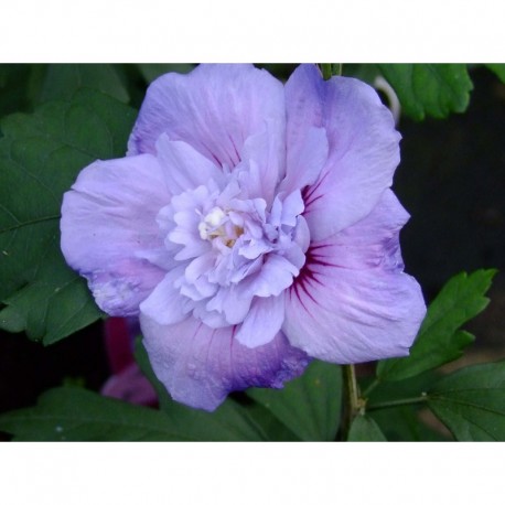 Hibiscus syriacus 'Blue Chiffon' ®- althea , ketmie