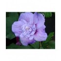 Hibiscus syriacus 'Blue Chiffon' ®- althea , ketmie