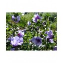 Hibiscus syriacus 'Blue Chiffon' ®- althea , ketmie