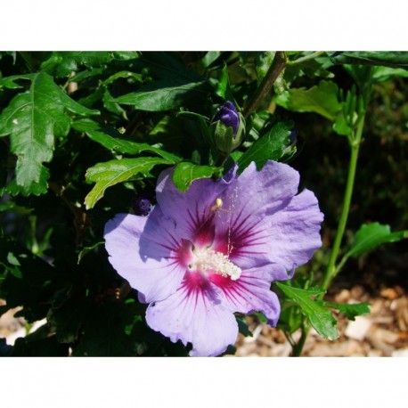 Hibiscus syriacus 'Coelestis' - althea , ketmie
