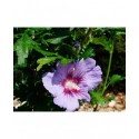 Hibiscus syriacus 'Coelestis' - althea , ketmie