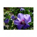 Hibiscus syriacus 'Coelestis' - althea , ketmie