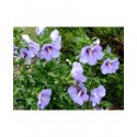 Hibiscus syriacus 'Coelestis' - althea , ketmie