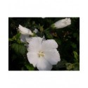 Hibiscus syriacus 'Diana' - althéa