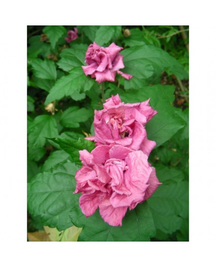 Hibiscus syriacus 'Duc de Brabant' - Mauve en arbre