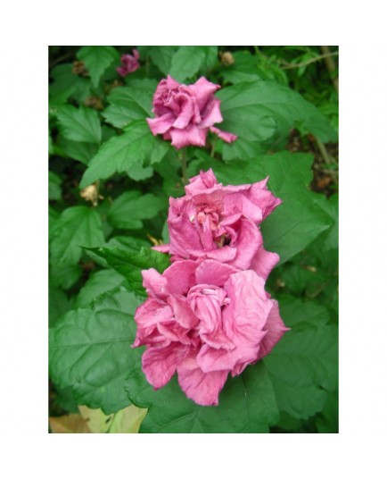 Hibiscus syriacus 'Duc de Brabant' - Mauve en arbre