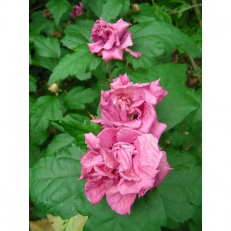 Hibiscus syriacus 'Duc de Brabant' - Mauve en arbre