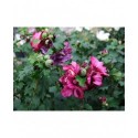 Hibiscus syriacus 'Duc de Brabant' - Mauve en arbre