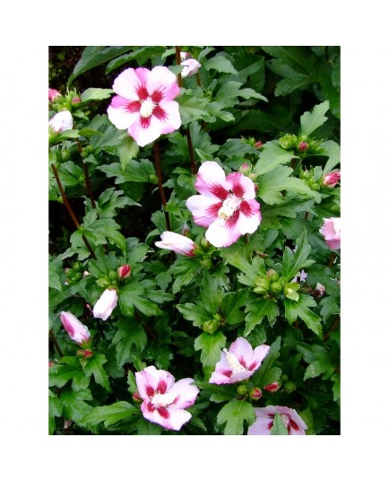 Hibiscus syriacus 'Hamabo' -altheas, ketmies