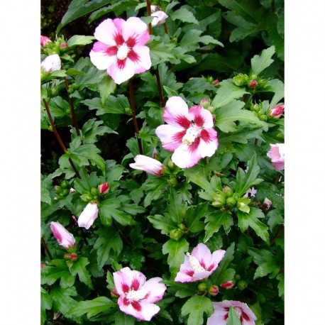 Hibiscus syriacus 'Hamabo' -altheas, ketmies