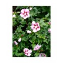 Hibiscus syriacus 'Hamabo' -altheas, ketmies