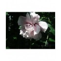 Hibiscus syriacus 'Lady Stanley' - althea , ketmie