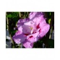 Hibiscus syriacus 'Lavender Chiffon'®- althea , ketmie
